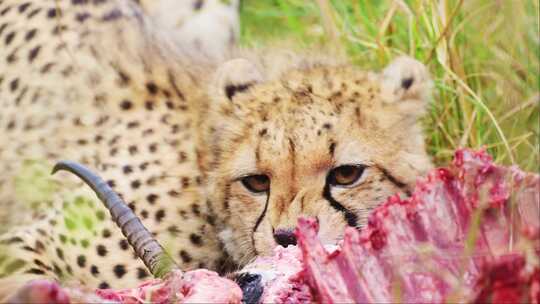 猎豹，领域，Safari，野生