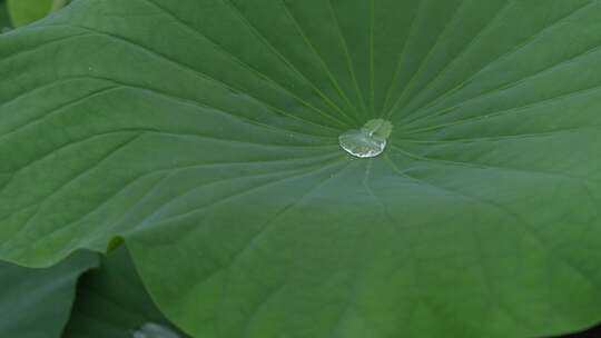 下雨天池塘里的荷花，雨中荷花荷叶