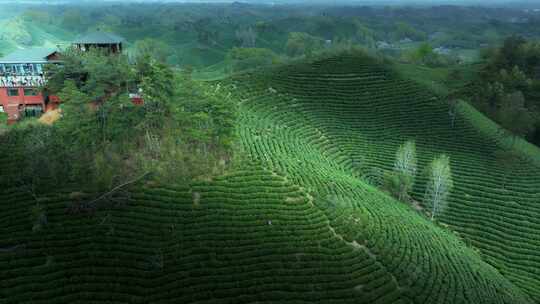 美丽茶园茶山茶文化航拍