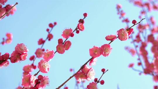 春季红色梅花景观