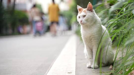 白猫猫在校园马路边东张西望等待唯美2