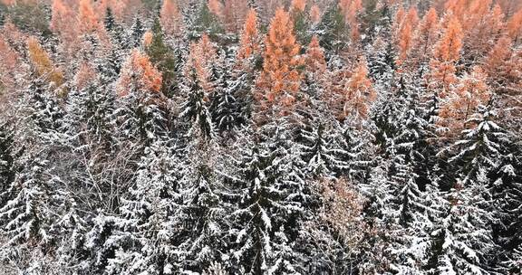 森林在冬天结冰，有雾霭和雪，波兰。