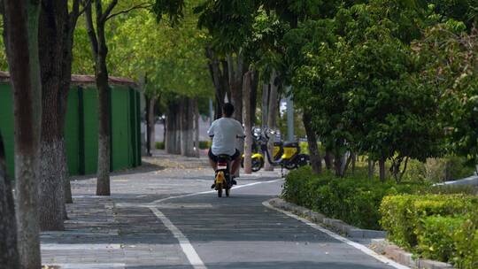 城市车道绿化