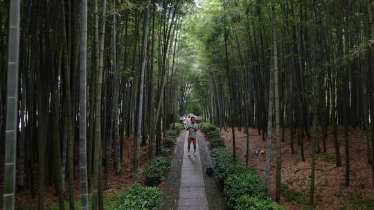 航拍浙江桐庐大奇山竹林美景