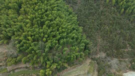 安徽皖南山区高山上的绿色竹林航拍