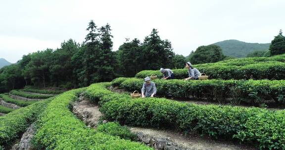 茶园 茶叶 茶 茶山 茶文化