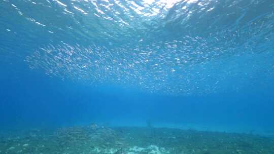 浅滩，鱼，海洋，游泳