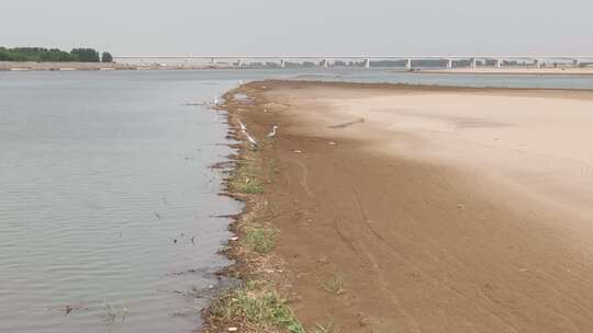 黄河河道内的水鸟灰鹭