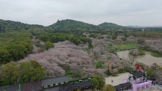 航拍武汉东湖樱园樱花春季东湖风景区