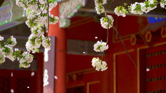 慢镜头下故宫文华门的海棠花瓣雨视频素材模板下载
