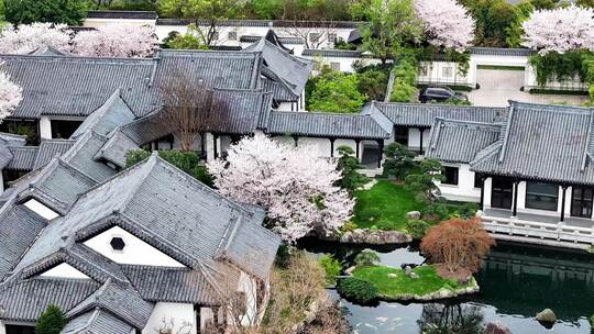 中式园林古风建筑徽派建筑樱花盛开