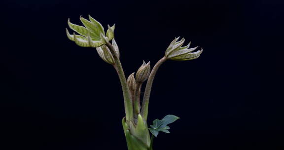 春天植物叶子生长的延时摄影视频，八角金盘