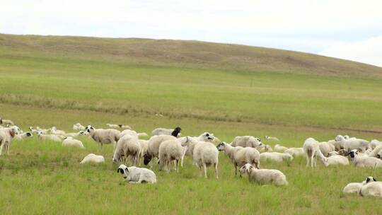 羊群 羊 放牧 牧羊 大草原航拍羊视频素材模板下载