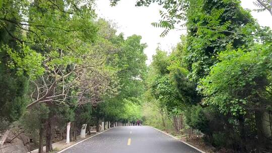 济南千佛山西路环山路，树木郁郁葱葱