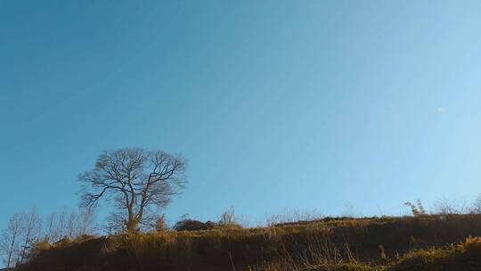 老树视频农村冬季一棵特殊枯枝大树