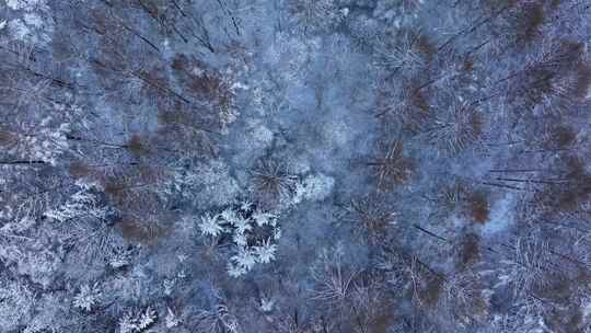 航拍东北下暴雪林海雪原威虎山