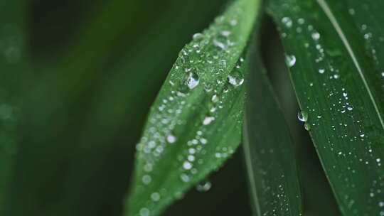 叶子上的露水露珠晨露视频素材模板下载