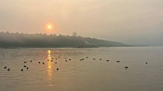 高清航拍日落夕阳江边小鸟鸭子鸟河水仙鹤