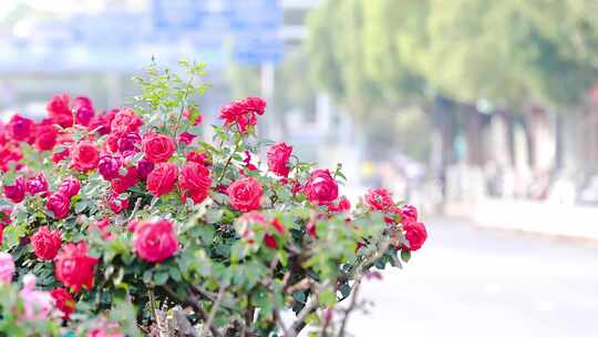 街边的玫瑰