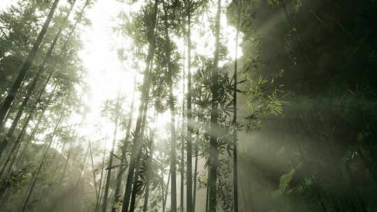 热带雨林中的竹林景观