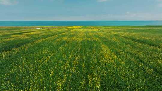 航拍青海湖油菜花