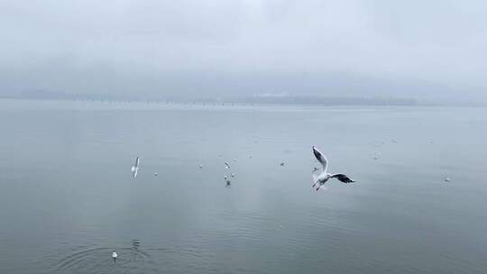 阴雨天昆明滇池的海鸥