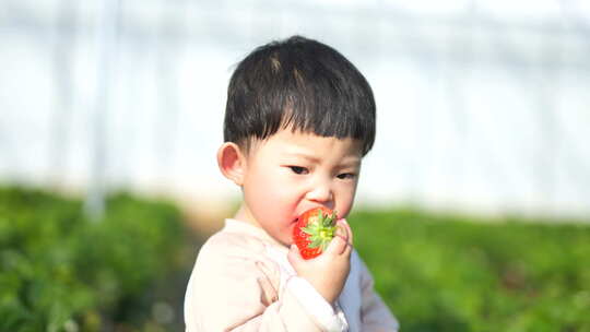 小孩在草莓地 幼儿在草莓地玩耍