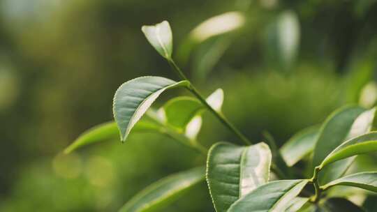 茶叶茶山茶园红茶绿茶春茶