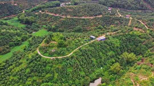 航拍广西容县沙田柚柚子种植基地