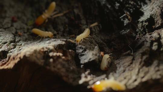 树洞里面的蚂蚁幼虫蚂蚁特写白蚁视频素材模板下载
