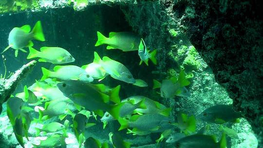 许多热带银鱼在珊瑚礁周围游泳