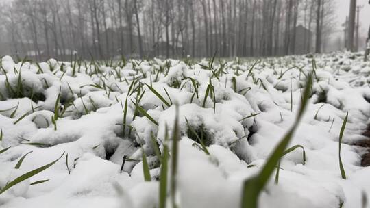 冬天雪地里的麦苗视频合集