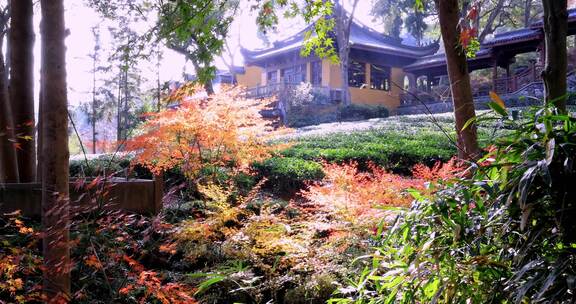 杭州永福寺红枫秋景