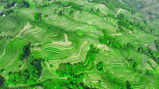 大山梯田