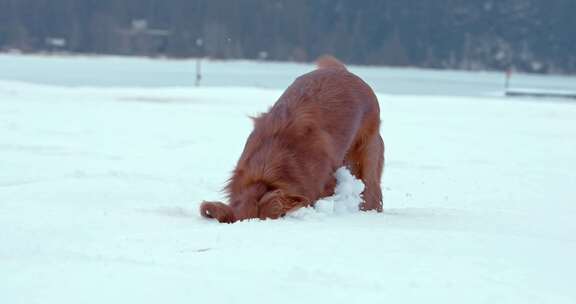 狗，金毛猎犬，玩耍，雪