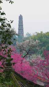 天台国清寺隋梅开花掩映下的隋塔景观高清在线视频素材下载