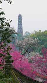 天台国清寺隋梅开花掩映下的隋塔景观高清在线视频素材下载