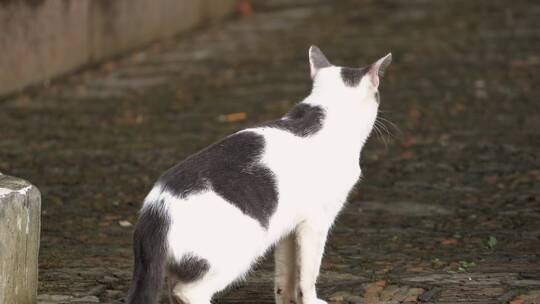 城市里街头一只流浪猫4K视频