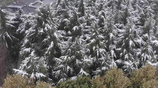 雪中的西安大雁塔雪景