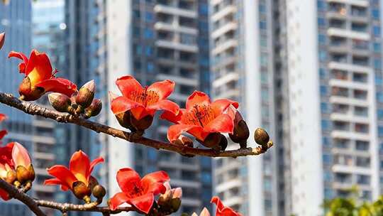 城市中盛开的木棉花特写