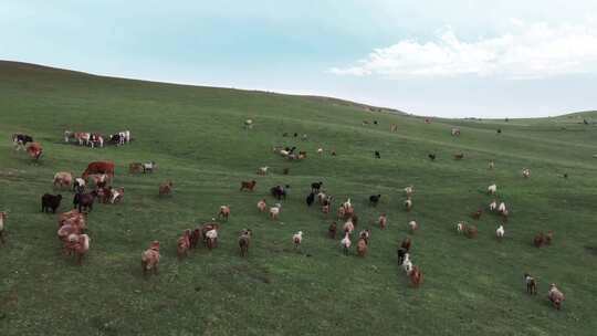 草原上的牛群羊群