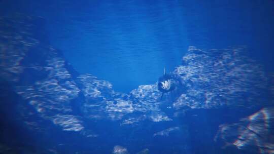 三维鱼海底游动（大目金枪鱼）视频素材模板下载