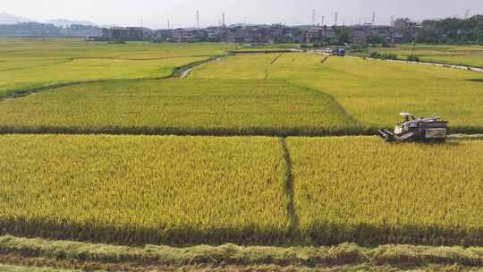 秋收季节收割机在稻田收割水稻