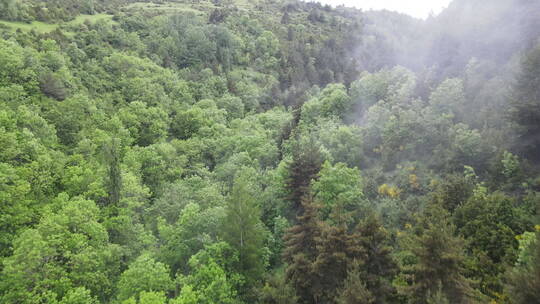 无人机鸟瞰山脉森林景观