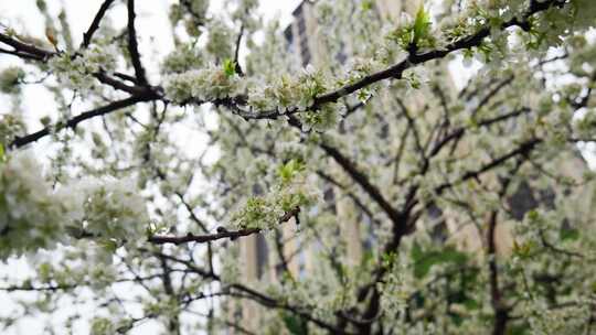 春天李花花朵花蕊花海花卉