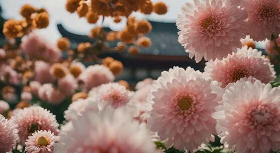 菊花特写秋菊花海花朵花丛向日葵鲜花盛开