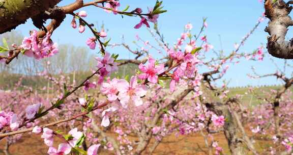 花枝 桃花林