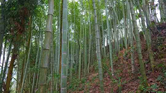 美丽的生态竹海竹林竹子参天竹林