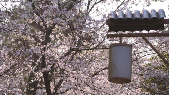 武汉春天花季东湖樱花园盛开的樱花