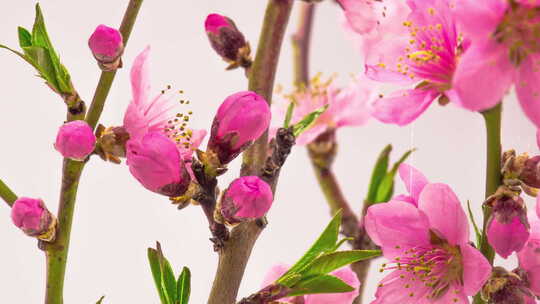 粉红樱桃树鲜花盛开